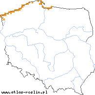 wystepowanie - Salsola kali ssp. kali (solanka kolczysta typowa)