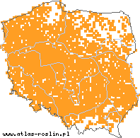 wystepowanie - Amaranthus retroflexus (szarłat szorstki)