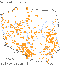 wystepowanie - Amaranthus albus (szarłat biały)
