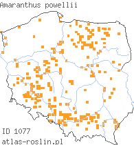 wystepowanie - Amaranthus powellii (szarłat prosty)