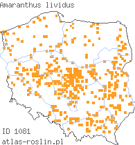 wystepowanie - Amaranthus lividus (szarłat siny)