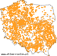 wystepowanie - Fallopia dumetorum (rdestówka zaroślowa)