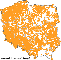 wystepowanie - Polygonum bistorta (rdest wężownik)