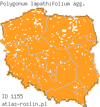 wystepowanie - Polygonum lapathifolium agg. (rdest szczawiolistny)