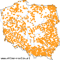 wystepowanie - Polygonum minus (rdest mniejszy)