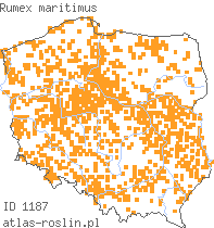 wystepowanie - Rumex maritimus (szczaw nadmorski)