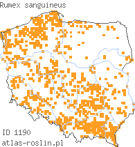 wystepowanie - Rumex sanguineus (szczaw gajowy)