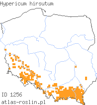 wystepowanie - Hypericum hirsutum (dziurawiec kosmaty)