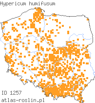 wystepowanie - Hypericum humifusum (dziurawiec rozesłany)