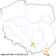 wystepowanie - Aconitum moldavicum nssp. confusum (tojad mołdawski pogórski)