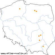 wystepowanie - Epilobium pseudorubescens (wierzbownica nibyczerwonawa)
