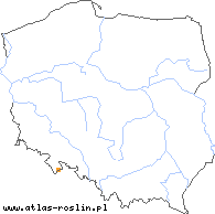 wystepowanie - Hieracium nivimontis (jastrzębiec śnieżnicki)
