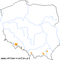 wystepowanie - Rubus guttiferus (jeżyna kropelkowa)