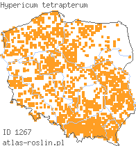 wystepowanie - Hypericum tetrapterum (dziurawiec skrzydełkowaty)