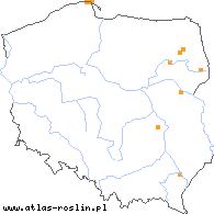 wystepowanie - Taraxacum acre (mniszek ostry)