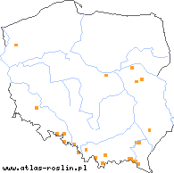 wystepowanie - Taraxacum altissimum (mniszek wysoki)