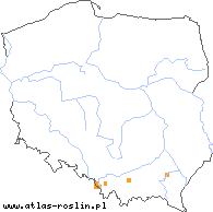 wystepowanie - Taraxacum ancistratum (mniszek lancetowaty)