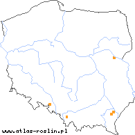 wystepowanie - Taraxacum brachylepis (mniszek szerokołuskowy)