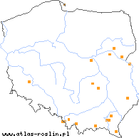 wystepowanie - Taraxacum corynodes (mniszek buławkowy)