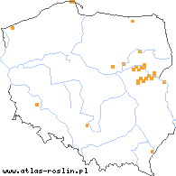 wystepowanie - Taraxacum cyanolepis (mniszek niebieskołuskowy)