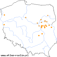 wystepowanie - Taraxacum podlachiacum (mniszek podlaski)