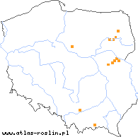 wystepowanie - Taraxacum olitorium (mniszek jarzynowy)