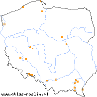 wystepowanie - Taraxacum pannucium (mniszek płatowy)