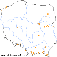 wystepowanie - Taraxacum sublaeticolor (mniszek nibyjasny)