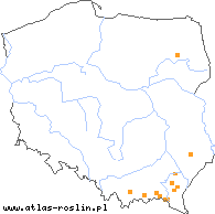 wystepowanie - Taraxacum tanyphyllum (mniszek prostolistny)