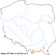 wystepowanie - Taraxacum quadrangulum (mniszek niebieskolistny)