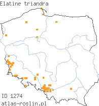 wystepowanie - Elatine triandra (nadwodnik trójpręcikowy)