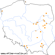 wystepowanie - Taraxacum valens (mniszek mocny)