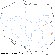 wystepowanie - Taraxacum telmatophilum (mniszek moczarowy)