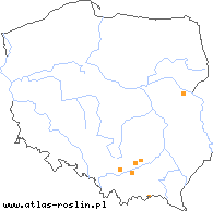 wystepowanie - Taraxacum ancoriferum (mniszek kotwicowy)