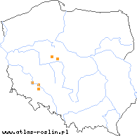 wystepowanie - Taraxacum pauckertianum (mniszek Paukerta)