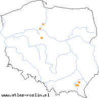 wystepowanie - Taraxacum fascinans (mniszek magiczny)