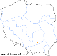 wystepowanie - Taraxacum bessarabicum (mniszek besarabski)