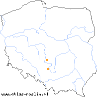 wystepowanie - Taraxacum atactum (mniszek wąskookrywowy)