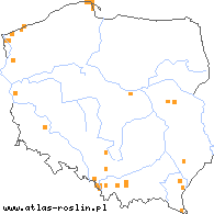 wystepowanie - Taraxacum hamatiforme (mniszek hakokształtny)