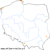 wystepowanie - Taraxacum hamatum (mniszek hakowaty)