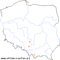 wystepowanie - Taraxacum kernianum (mniszek Kernera)