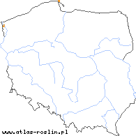 wystepowanie - Taraxacum lancidens (mniszek lancozębny)