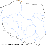 wystepowanie - Taraxacum quadrans (mniszek czteroklapowy)