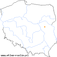 wystepowanie - Taraxacum subericinum (mniszek fridlancki)