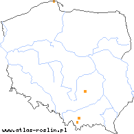 wystepowanie - Taraxacum subhamatum (mniszek przyprószony)