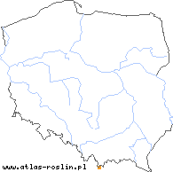 wystepowanie - Taraxacum aestivum (mniszek letni)