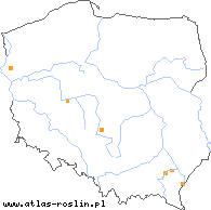 wystepowanie - Taraxacum atricapillum (mniszek czarnowłosisty)