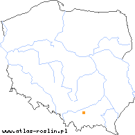 wystepowanie - Taraxacum brachyglossum (mniszek szerokojęzyczkowy)