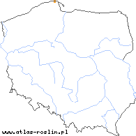 wystepowanie - Taraxacum bracteatum (mniszek podsadkowy)