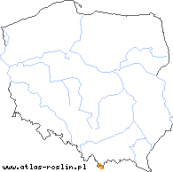 wystepowanie - Taraxacum carinthiacum (mniszek karyntyjski)